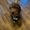 dog sitting on a wood floor