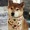 dog wearing a bandana